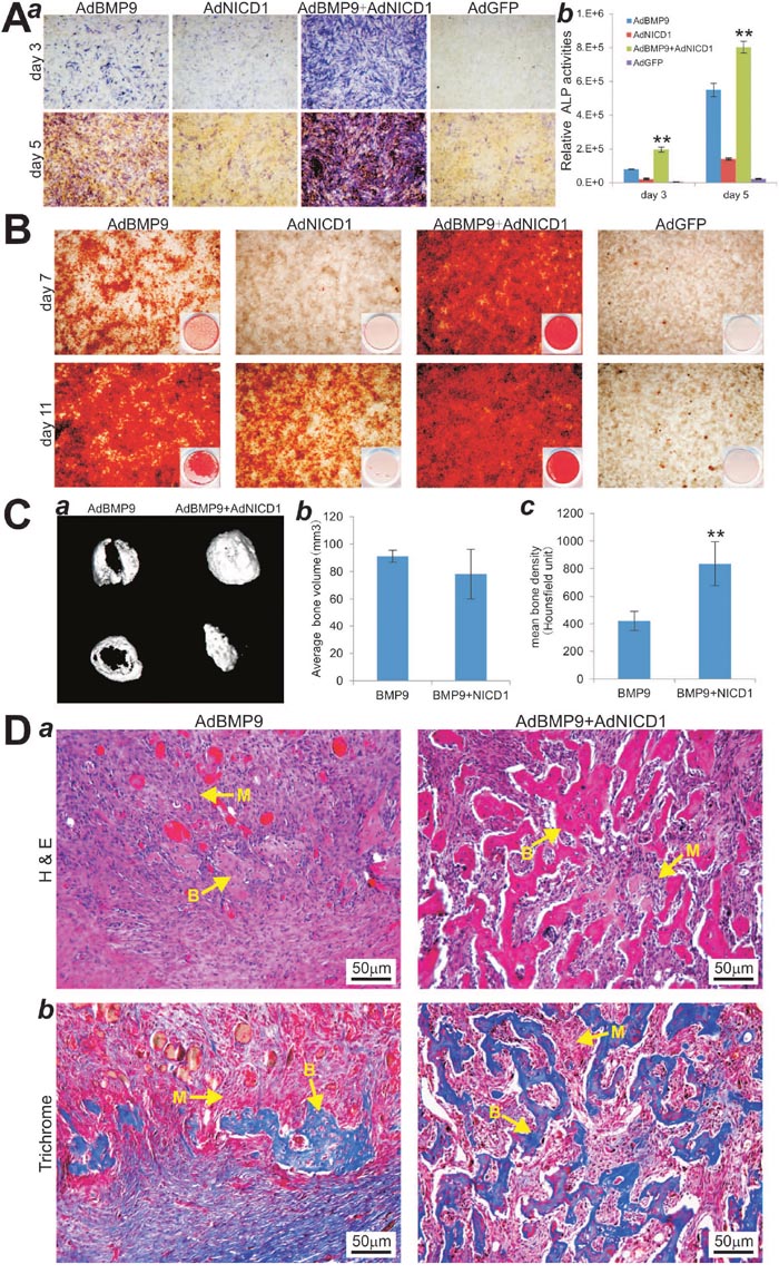 Activation of Notch signaling through exogenous expression of Notch1 introcellular domain (NICD1) restores BMP9-induced osteogenic differentiation in iMEF-simH19 cells.