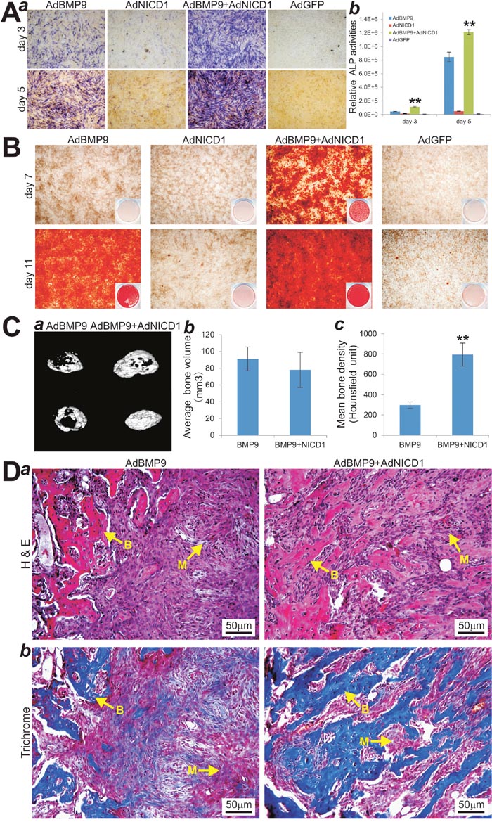 NICD1 expression rescues the deficiency of BMP9-induced osteogenic differentiation in iMEF-H19 cells.
