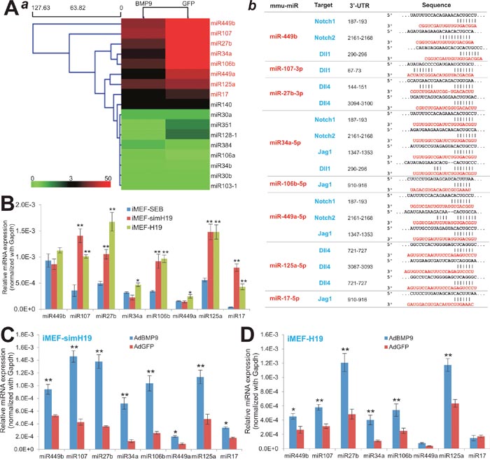 lncRNA H19 mediates BMP9-induced osteogenic differentiation by modulating the miRNAs that target Notch signaling.