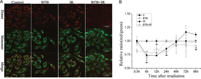 Changes of mitochondrial membrane potential (&#x0394;&#x03A8;m).