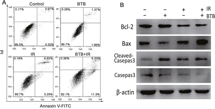 Combination BTB with ionizing radiation increased the apoptosis rate in NSCLC cells.