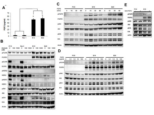 Figure 2:Increased expression of FGF2 and FGFR1 upon acquisition of afatinib resistance.