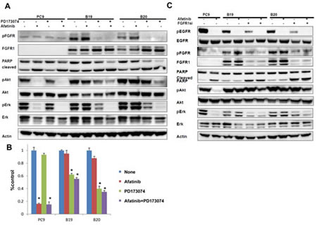 Figure 3:The close association of FGFR activation with acquired resistance to afatinib.