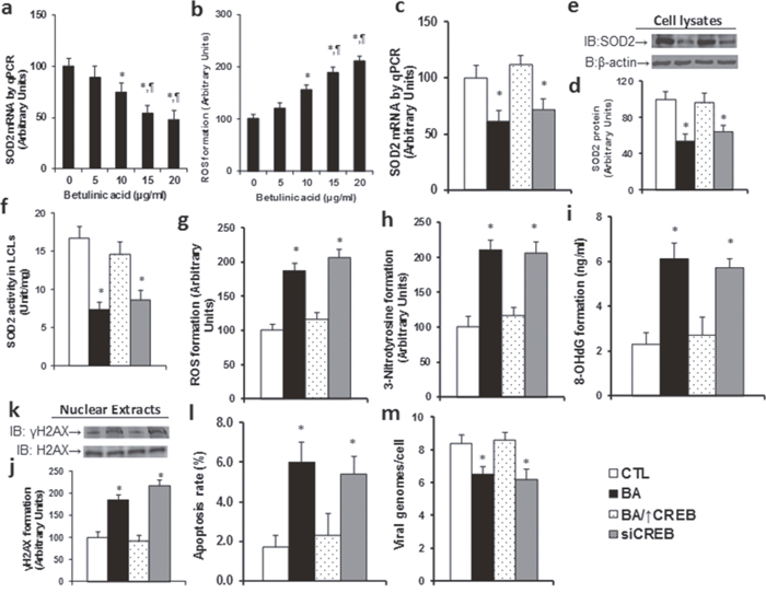 Betulinic acid (BA) suppresses SOD2 expression with increased ROS formation in LCL cells.