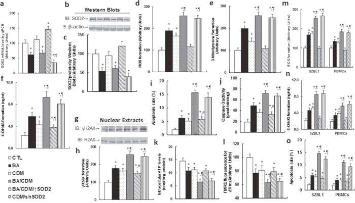 Combination of betulinic acid (BA) and chidamide (CDM) synergistically potentiates ROS formation, DNA damage and apoptosis, while SOD2 overexpression diminishes this effect.