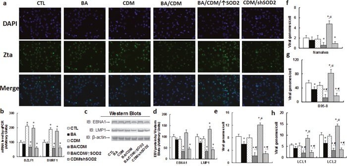 Combination of betulinic acid (BA) and chidamide (CDM) synergistically suppresses EBV activation and replication in EBV-positive tumor cells, while SOD2 overexpression diminishes this effect.