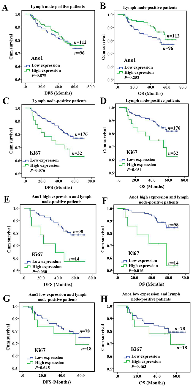 Kaplan-Meier survival analysis of Ano1 or Ki67 expression in breast cancer patients with lymph node metastasis.