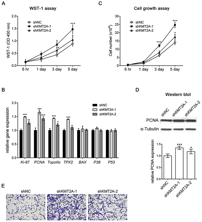 shKMT2A induces U-87 MG cell proliferation.