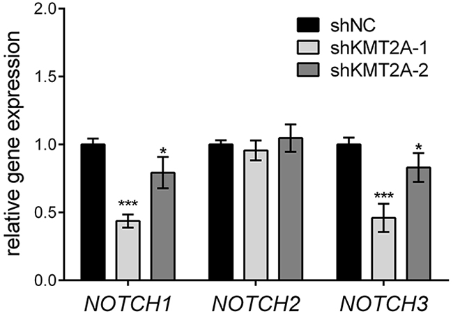 KMT2A upregulates NOTCH signaling.