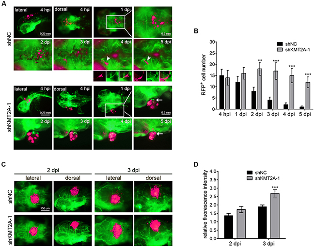 KMT2A knockdown promotes tumor growth in zebrafish.