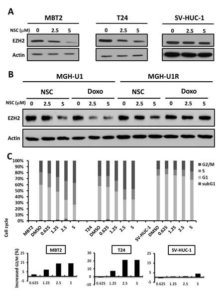 NSC745885 treatment resulted in the down-regulation of EZH2 and G2/M cell-cycle arrest in bladder cancer cells.