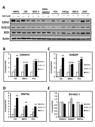 Figure 4:NSC745885 treatment resulted in the down-regulation of EZH2 and up-regulation of EZH2-silencing tumor suppressor genes in multiple cancer cell lines.