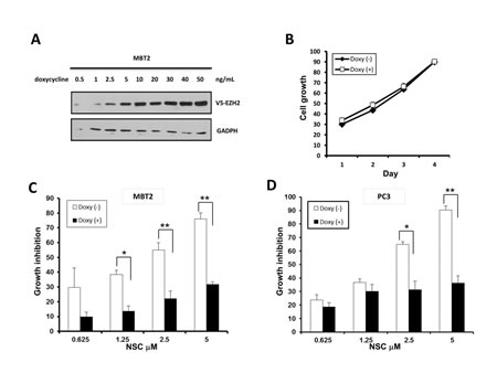 Ectopic over-expression of EZH2 attenuated the growth inhibition effect of NSC745885.