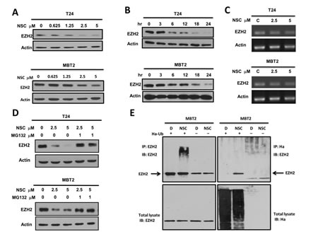 Figure 6:NSC745885 down-regulated EZH2 in a proteasome-mediated degradation pathway.