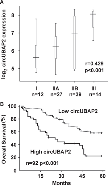 Increased circUBAP2 expression is correlated with osteosarcoma progression and prognosis.