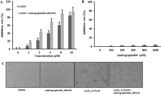 Andrographolide synergistically enhanced the anti-tumor effects of As2O3 on HepG2 cells.