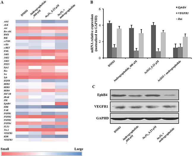 Andrographolide synergistically enhanced the anti-proliferative effects of As2O3 on HepG2 cells via downregulation of EphB4.