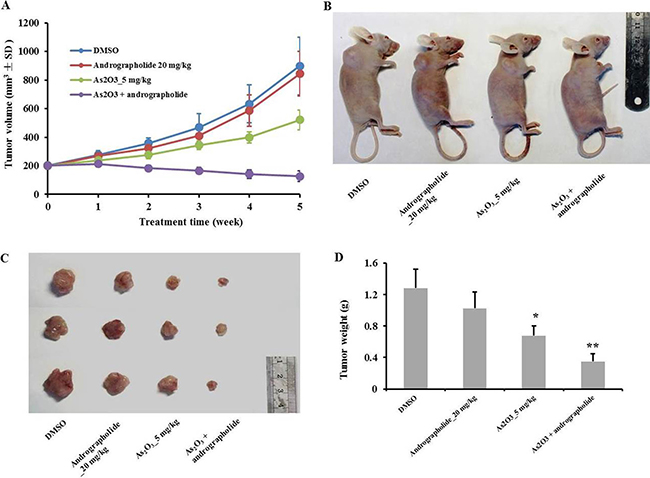 Andrographolide synergy enhanced the anti-tumor effect of As2O3 in vivo.
