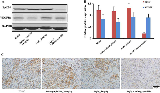 EphB4 downregulation enhanced andrographolide&#x2019;s promotion of As2O3 anti-tumor effects in vivo.