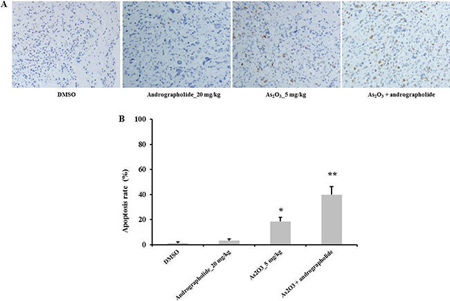 Andrographolide enhanced As2O3-induce apoptosis in vivo.