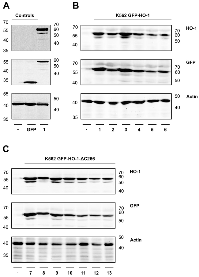 Analysis of protein expression of the generated monoclonal stable K562 cell lines by Western blot.
