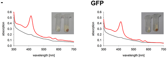 Hemoglobin synthesis experiments in a K562 cell line expressing GFP.