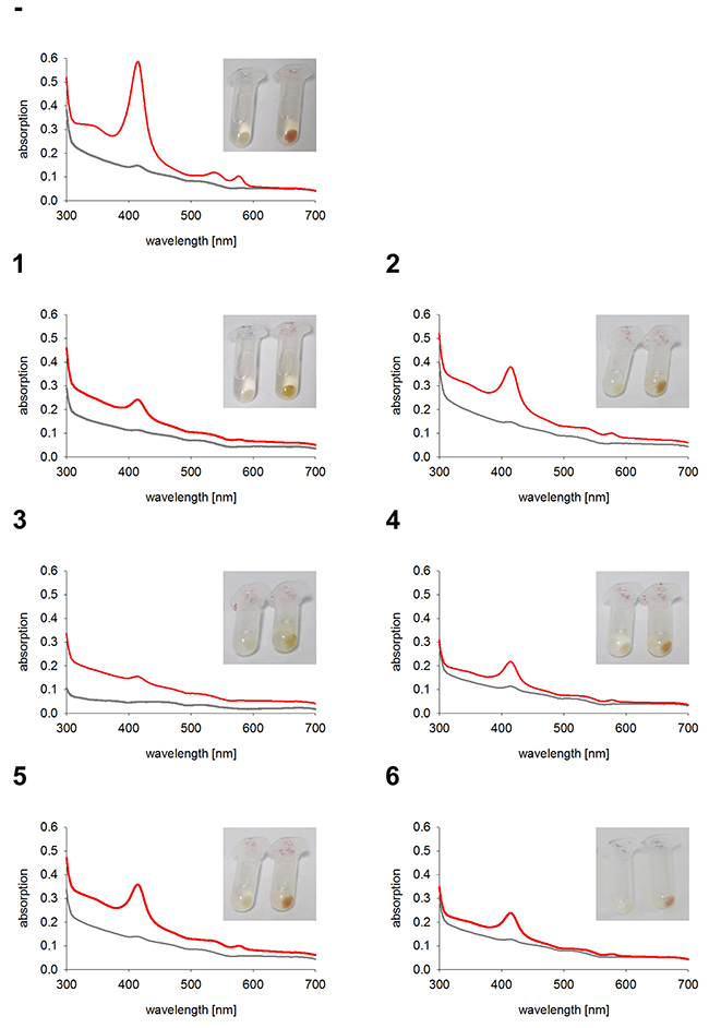 Hemoglobin synthesis experiments in K562 cell lines expressing ER anchored HO-1.