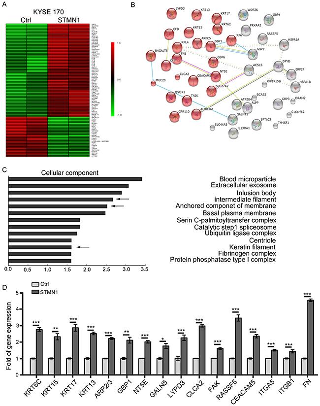 Gene expression changes in stathmin-overexpressing ESCC cells.