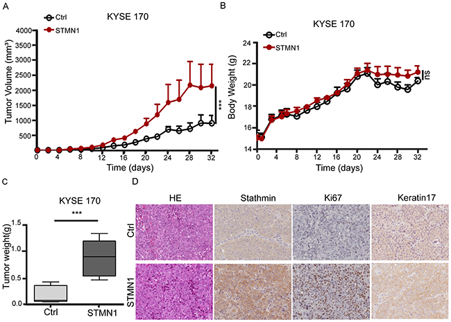 Stathmin overexpression increased xenografted tumor growth.