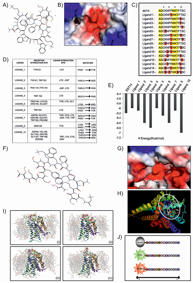 Design and in silico validation of potent peptide ligand for targeted delivery.