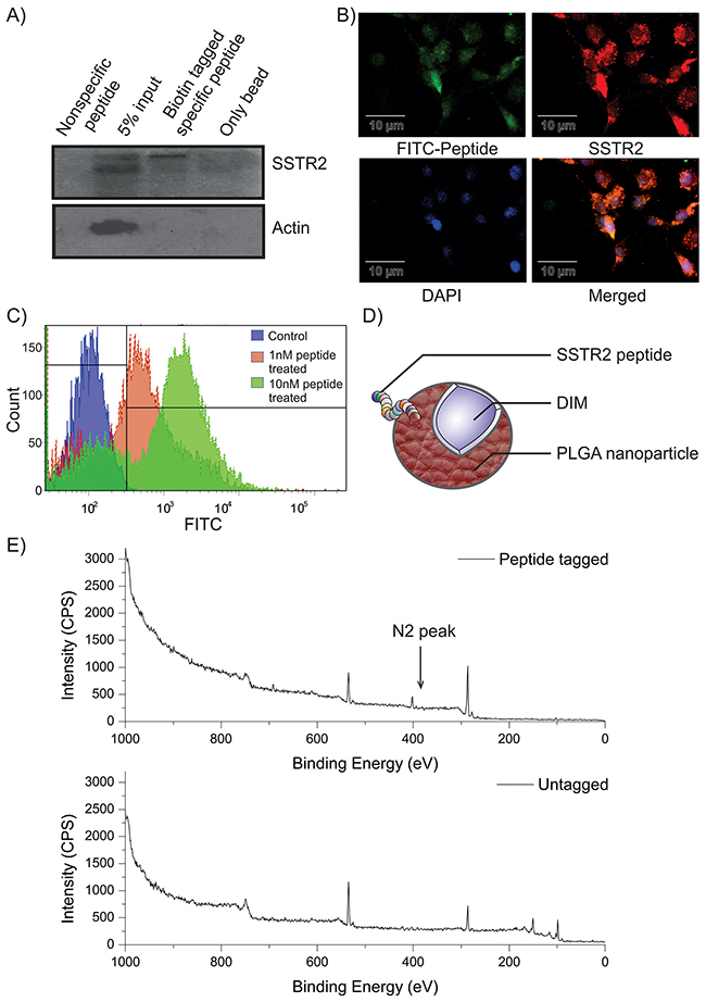 Characterization of SSTR2 peptide and confirmation of its tagging on nanoparticle surface.