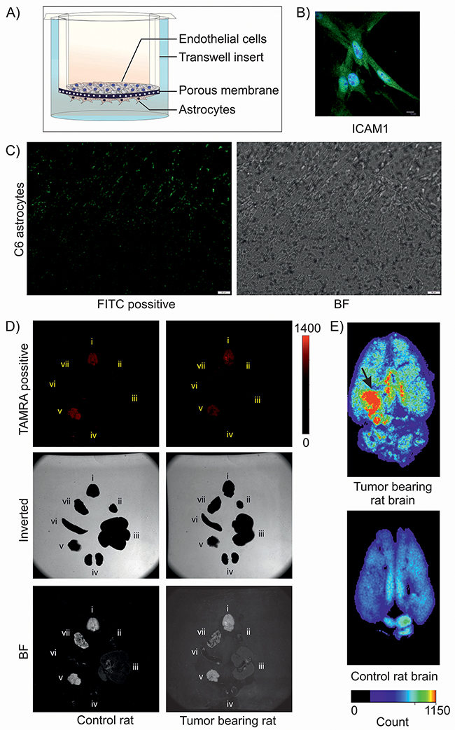 Transport of DIM nanoformulation through in vitro and in vivo BBB.