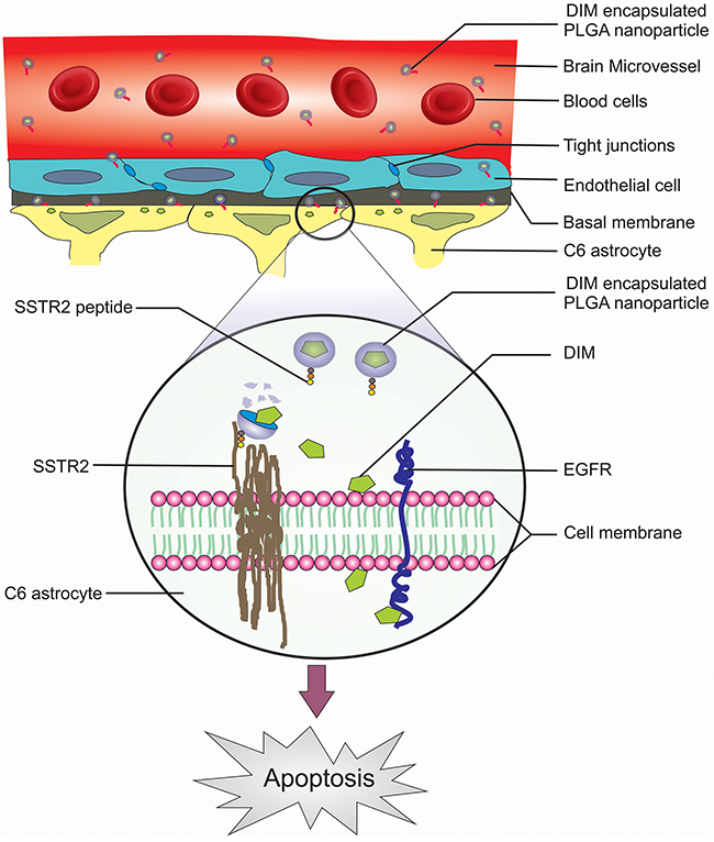 Schematic illustration of the strategy for SSTR2 peptide mediated targeted delivery of nanoencapsulated DIM through BBB of the rat Glioma model.