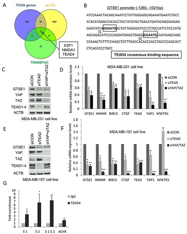 Identification of TEAD, E2F1 and HMGA1 transcription factors as novel regulators of GTSE1 expression.