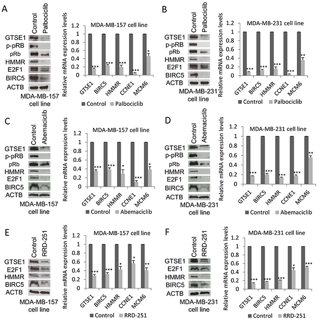 GTSE1 expression levels decrease after treatment with pRb-E2F1 pathway inhibitors.