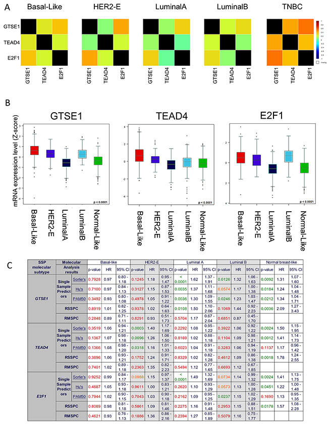 GTSE1, E2F1, TEAD4 Expression levels in Breast Cancer Subtypes.