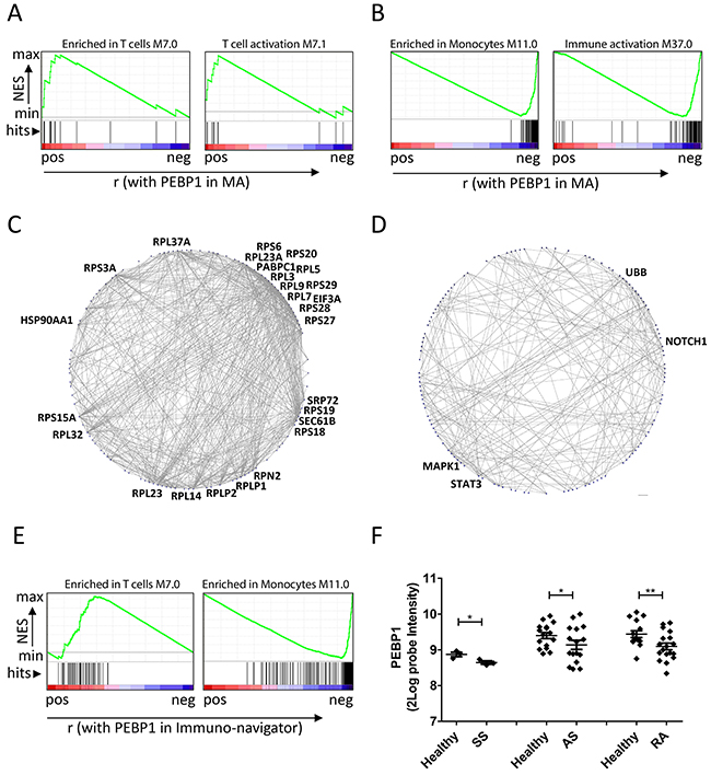 PEBP1 expression reflects metabolic and inflammatory state.