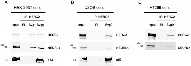 Interaction network between NEURL4, HERC2, and p53 proteins.