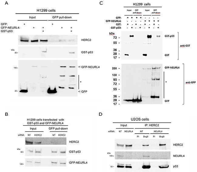 Characterization of the interaction between NEURL4, HERC2, and p53 proteins.