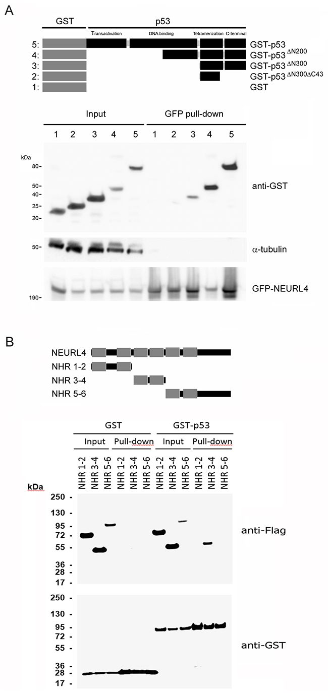 Interaction domains between p53 and NEURL4.