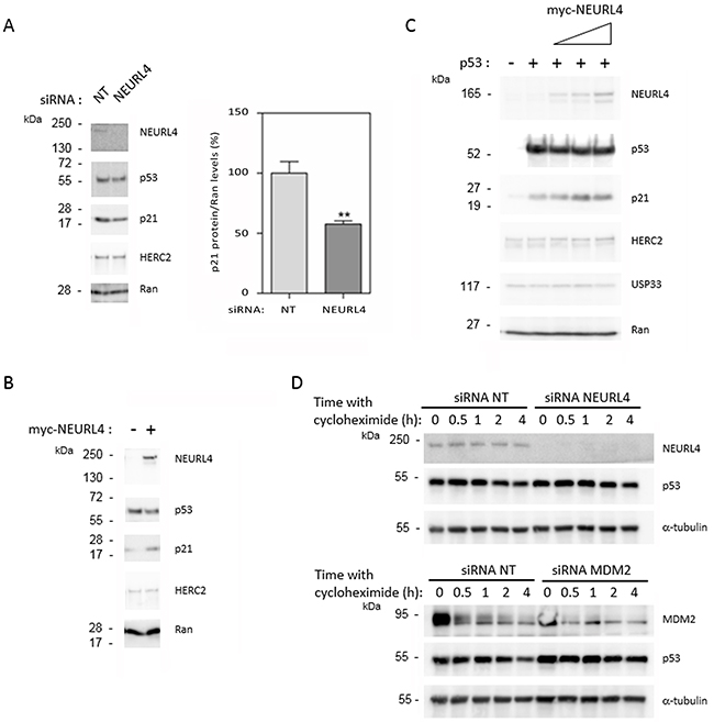 NEURL4 regulates the levels of p21 protein.