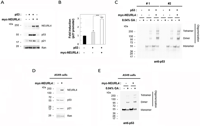 NEURL4 regulates p53 oligomerization.