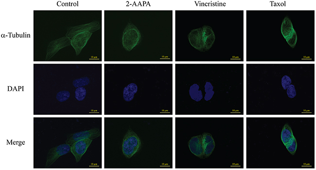 2-AAPA induces microtubule depolymerization in TE-13 cells.