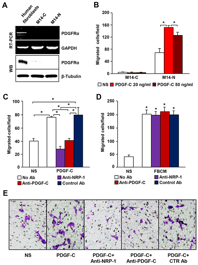 PDGF-C stimulates chemotaxis of PDGFR&#x03B1; negative M14-N cells through NRP-1 activation.