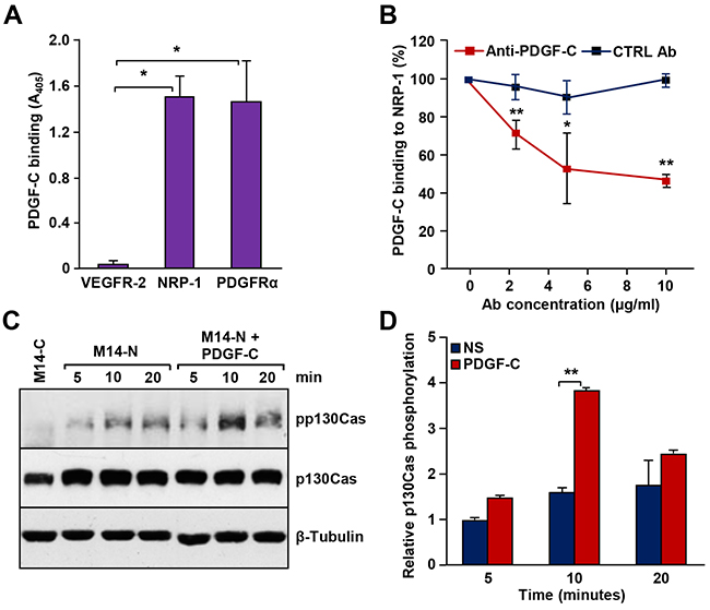 PDGF-C binds to NRP-1 in vitro and stimulates signal transduction in M14-N cells.