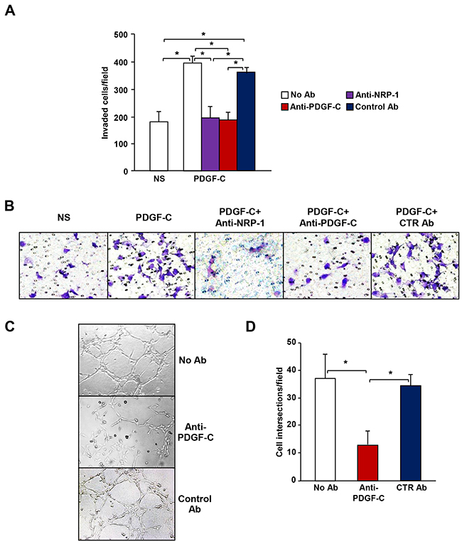 PDGF-C promotes the aggressive phenotype of M14-N cells.