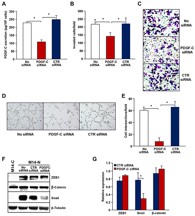 PDGF-C silencing in M14-N cells inhibits ECM invasion, vasculogenic mimicry and Snail expression.