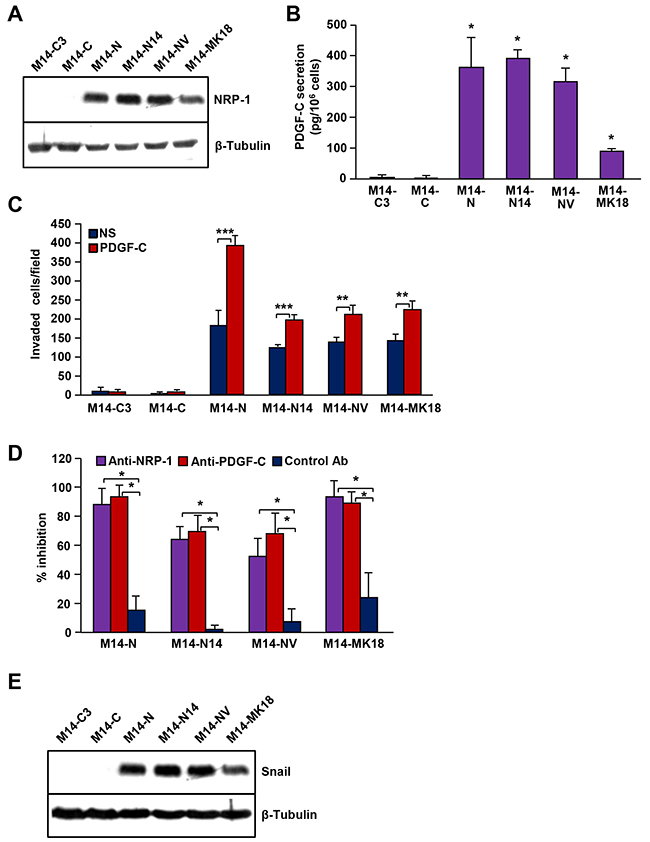 PDGF-C/NRP-1 autocrine loop in different human melanoma cell clones derived from M14 cells.