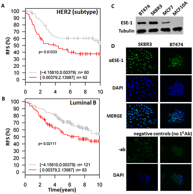 ESE-1 dictates subtype specific clinical outcomes and is detected in the nucleus of HER2+ cell lines.