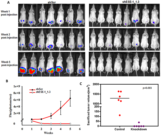 ESE-1 KD inhibits tumor formation in NOD/SCID female mice.